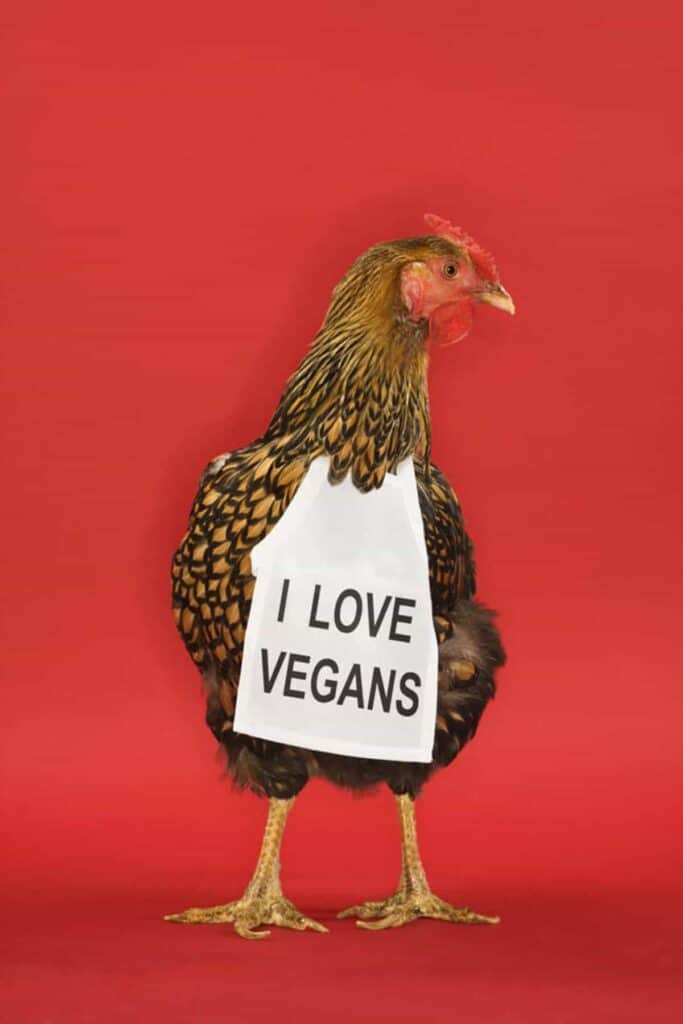 A chicken holding a sign that says i love vegans.