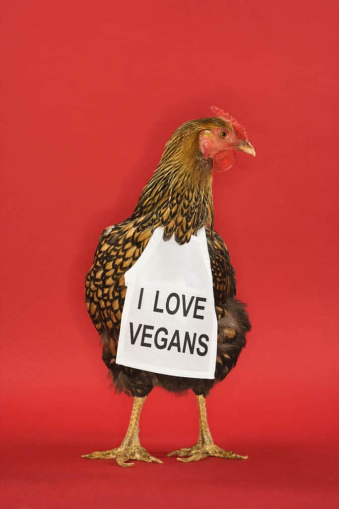A chicken holding a sign that says i love vegans.
