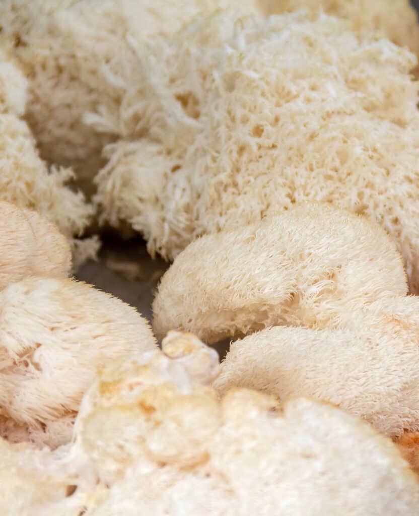 A close up of a bunch of mushrooms.