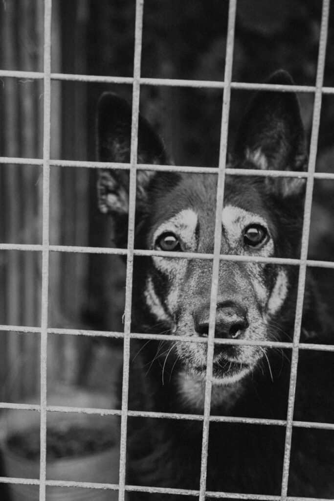 A black and white photo of a dog in a cage.
