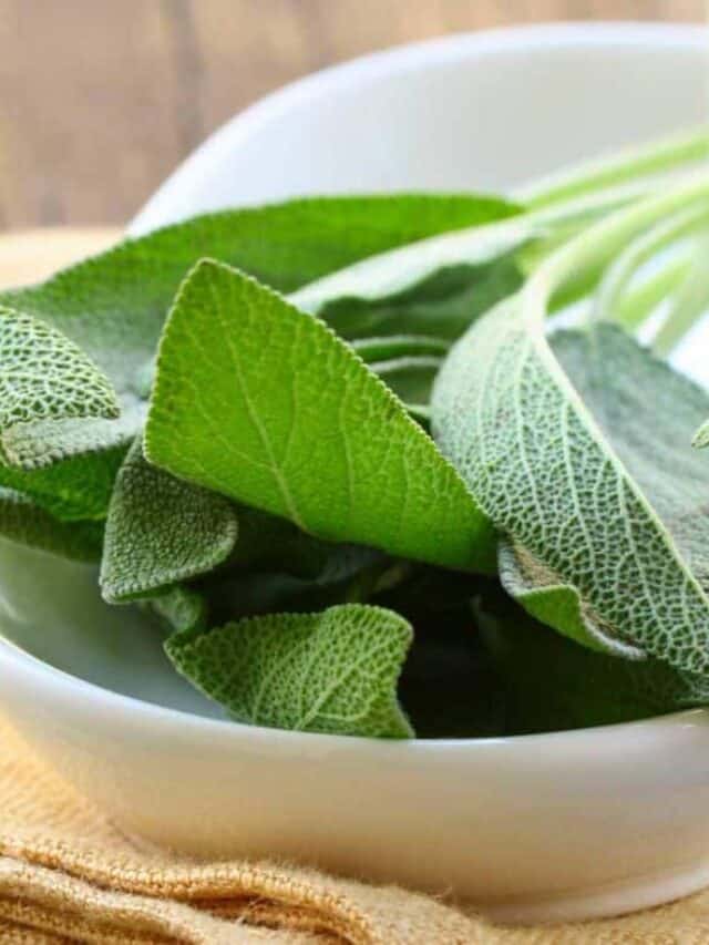 Fresh sage leaves in a bowl on a wooden table.
