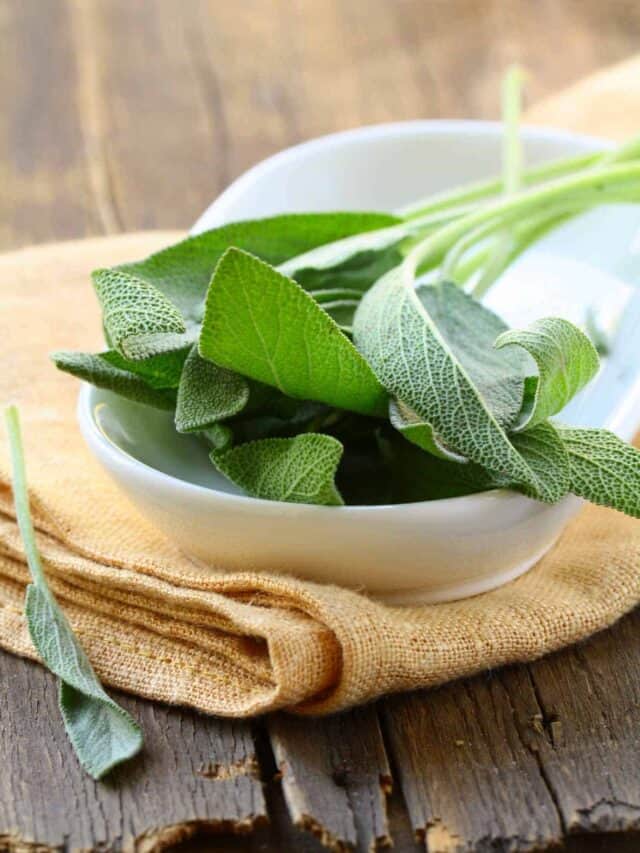 Sage leaves in a white bowl on a wooden table.