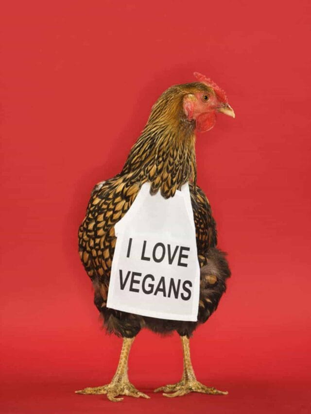 A chicken holding a sign that says i love vegans.