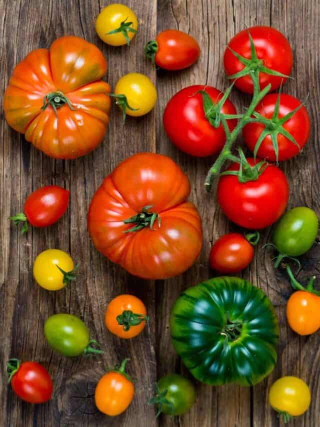 Various types of tomatoes displayed on a wooden table.